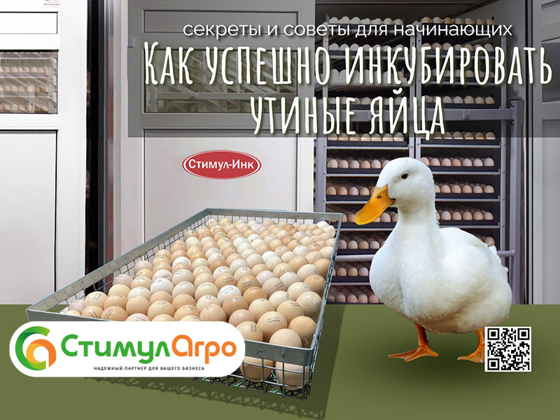 Как успешно инкубировать утиные яйца: секреты и советы для начинающих! Как успешно инкубировать утиные яйца: секреты и советы для начинающих!