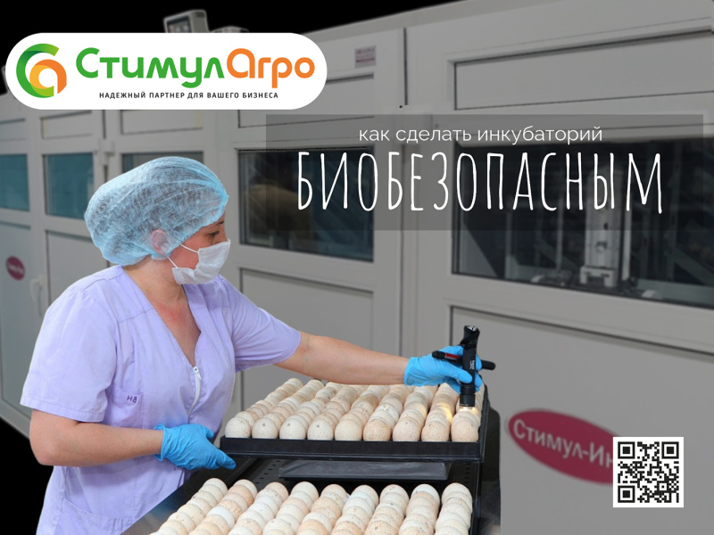 Биобезопасность инкубатория: ключевые аспекты Биобезопасность инкубатория: ключевые аспекты