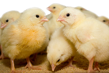 baby-chicks@1x.jpg baby-chicks@1x.jpg